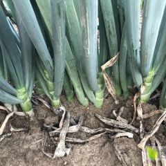 长期期供应优质铁杆大葱