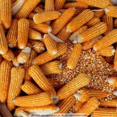 甘肃庆阳玉米上市啦！！！
