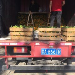 曾经被温家宝提名.南丰蜜橘，蜜橘之王