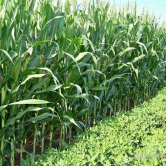 酒厂、饲养场请注意！！！玉米大量上市啦