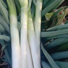 铁杆大葱大量现货