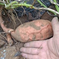 红薯种植大户供应优质红薯