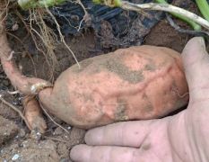 红薯种植大户供应优质红薯
