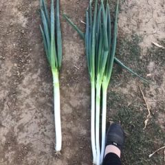 大量刚葱出售，物美价廉