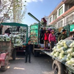 专业代办四川甘蓝