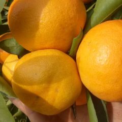 湖北蜜桔大量供应