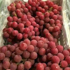 河北张家口精品红提！