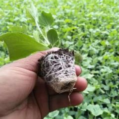 安徽宿州西瓜苗甜瓜苗各种种苗