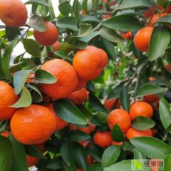 诚信寻求砂糖橘老板来我们桂林永福收购靓果