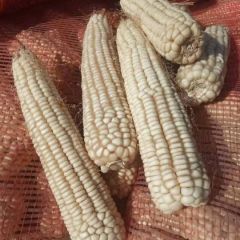 帮朋友销售干粘糯玉米