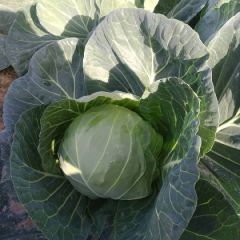 四季代收各种蔬菜