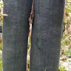 广西黑皮吊瓜，二十斤起，平均三十