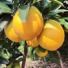 富川脐橙 清 脆 甜