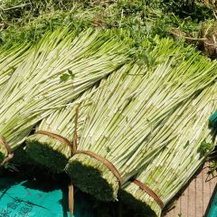 南宁市武鸣区自家种植水芹菜，大量上市批发销售