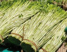 南宁市武鸣区自家种植水芹菜，大量上市批发销售
