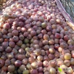 供应潍坊膜袋红富士苹果