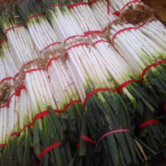 新野大葱是名优特产沙堰马小攀诚信合作