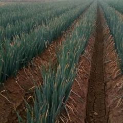 新野 铁杆大葱大量上市有需要的老板联系