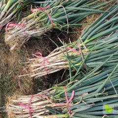 杰龙蔬菜合作社，铁杆大葱