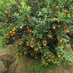 供应沙粮桔十月桔年桔自家种植量大价优