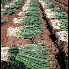 安丘优质长白大葱笨葱