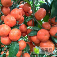 广西桂林沙糖桔现货上市，欢迎各地果商实地考察