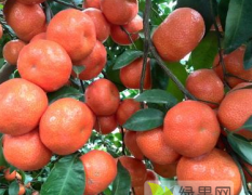 广西桂林沙糖桔现货上市，欢迎各地果商实地考察
