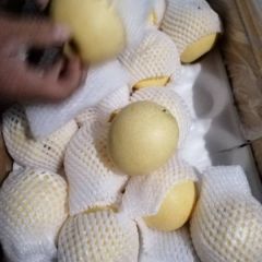 赵县皇冠梨大量供应