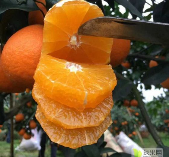 2019年四川彭山纽荷尔橙价格