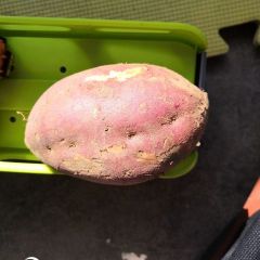 临沭红薯早买早赚,青云黄如诚信合作