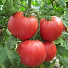 长年供应芹菜西红柿