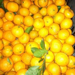 永年 诚信各种水果代收代卖 长期有效