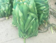大量供应糯玉米河南太康糯玉米大量供应甜玉米棒糯玉米棒鲜玉米棒水果玉米