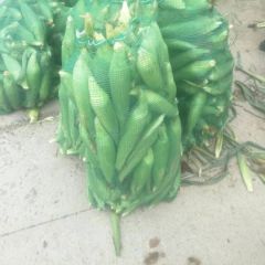 大量供应糯玉米河南太康糯玉米大量供应甜玉米棒糯玉米棒鲜玉米棒水果玉米