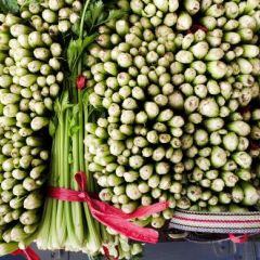 夏邑县西芹大量上市，可持续大量供应