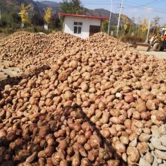 商薯19大量上市有需要可联系15915777024饶生