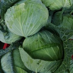 包菜优质品质，欢迎来电洽谈