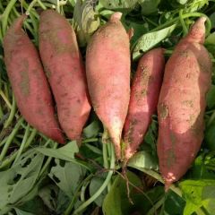 30亩商暑大量上市，红心，香甜