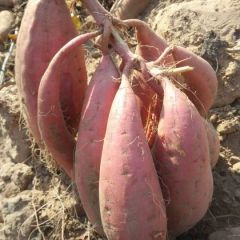 龙薯515、济薯26大量红薯销售，价格可谈