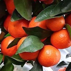 柳州鹿寨县50万亩富硒砂糖桔即将上市 1-2元