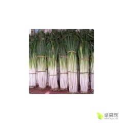 出售长白大葱和铁杆钢葱