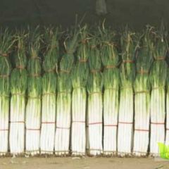 出售优质长白大葱