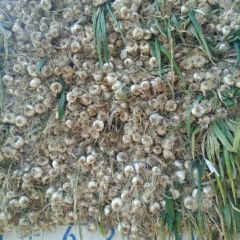 隆尧县鸡腿大葱已大量上市中