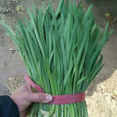 乐亭韭菜大量上市