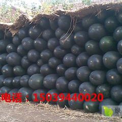 黑皮吊瓜大量销售中......