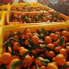 广西桂林沙糖桔，南丰蜜橘，棉桔大量上市，价格美丽