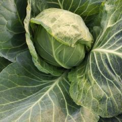 湖北钟祥甘蓝-旺旺