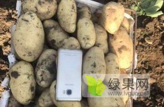 出售黑龙江荷兰十五、荷兰七土豆种