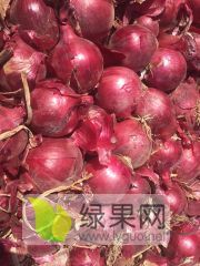 出售黑龙江洋葱种