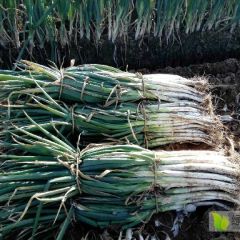 大葱，源产地直供。农民不易，闲人勿扰